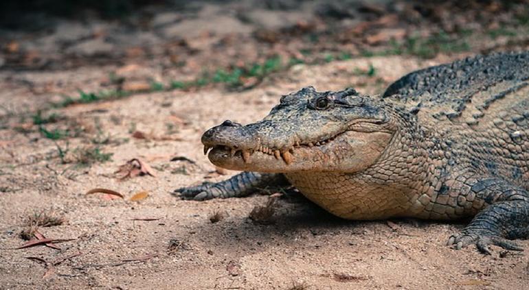 Encontraron muerto a un niño en la boca de un cocodrilo en Florida |  Extremo Noticias
