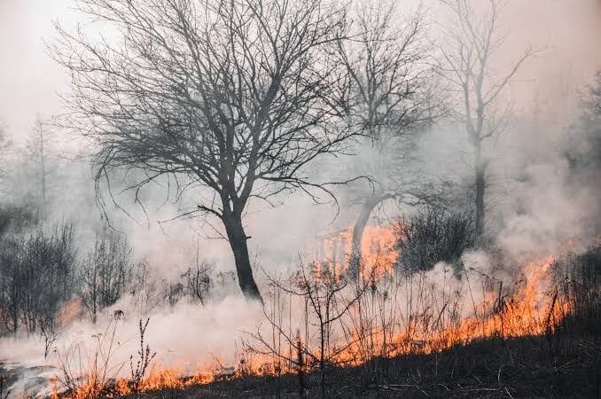 Pide diputado declarar zonas de veda para uso de fuego en áreas rurales de Tamaulipas